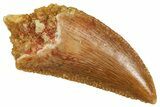 Serrated Raptor Tooth - Real Dinosaur Tooth #371393-1